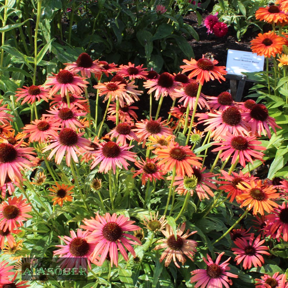 Siilkübar 'Fount. Orange Bicolour' (6 tk) - Image 3