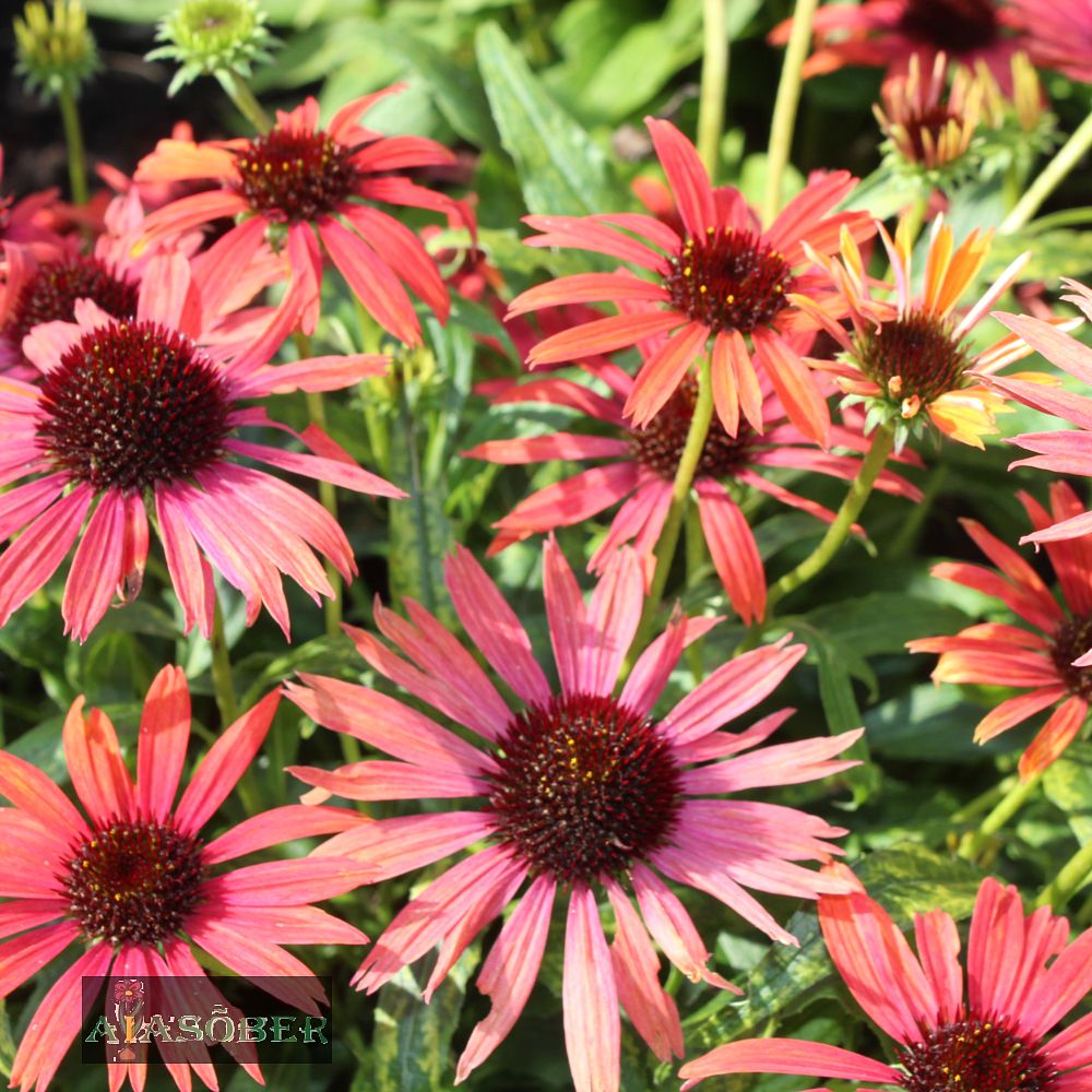 Siilkübar 'Fount. Orange Bicolour' (6 tk) - Image 4