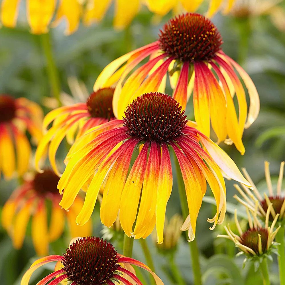 Siilkübar 'Fiery Meadow Mama' (6 tk) - Image 2