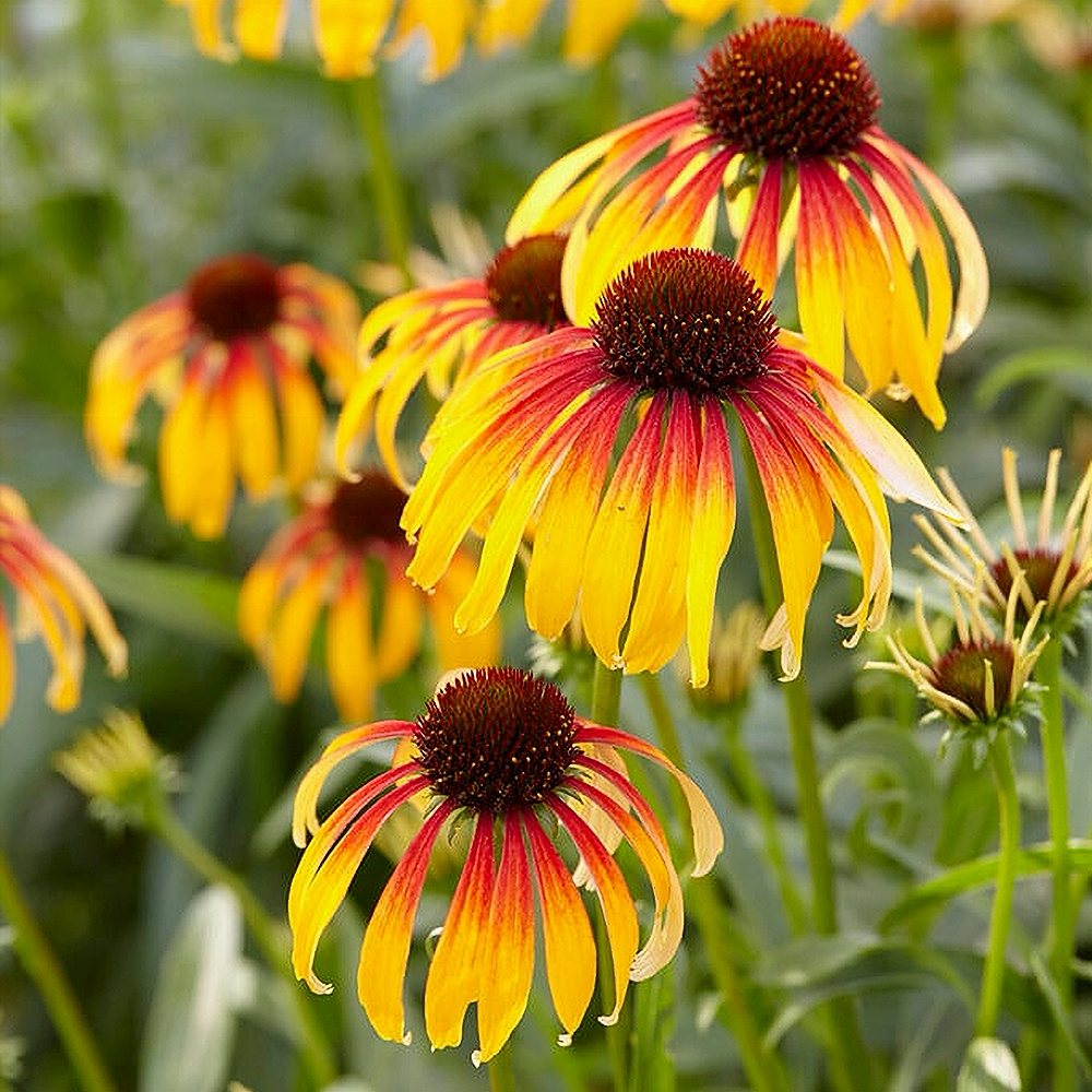 Siilkübar 'Fiery Meadow Mama' (6 tk) - Image 3