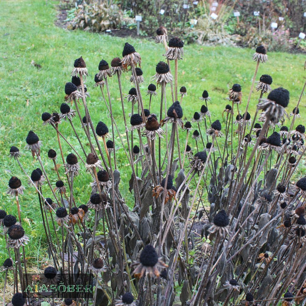 Siilkübar 'Fiery Meadow Mama' (6 tk) - Image 4