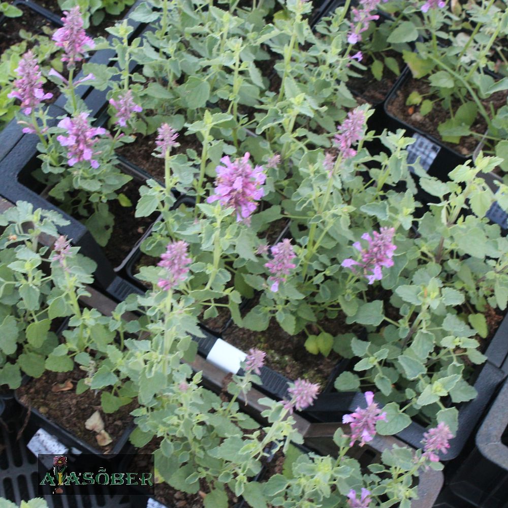 Hiidiisop 'Purple Haze' (6 tk) - Image 2