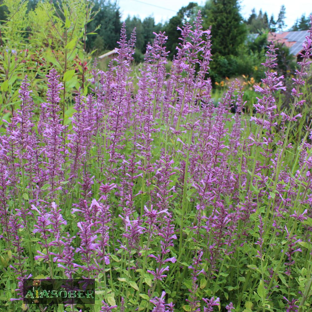 Hiidiisop 'Purple Haze' (6 tk) - Image 3