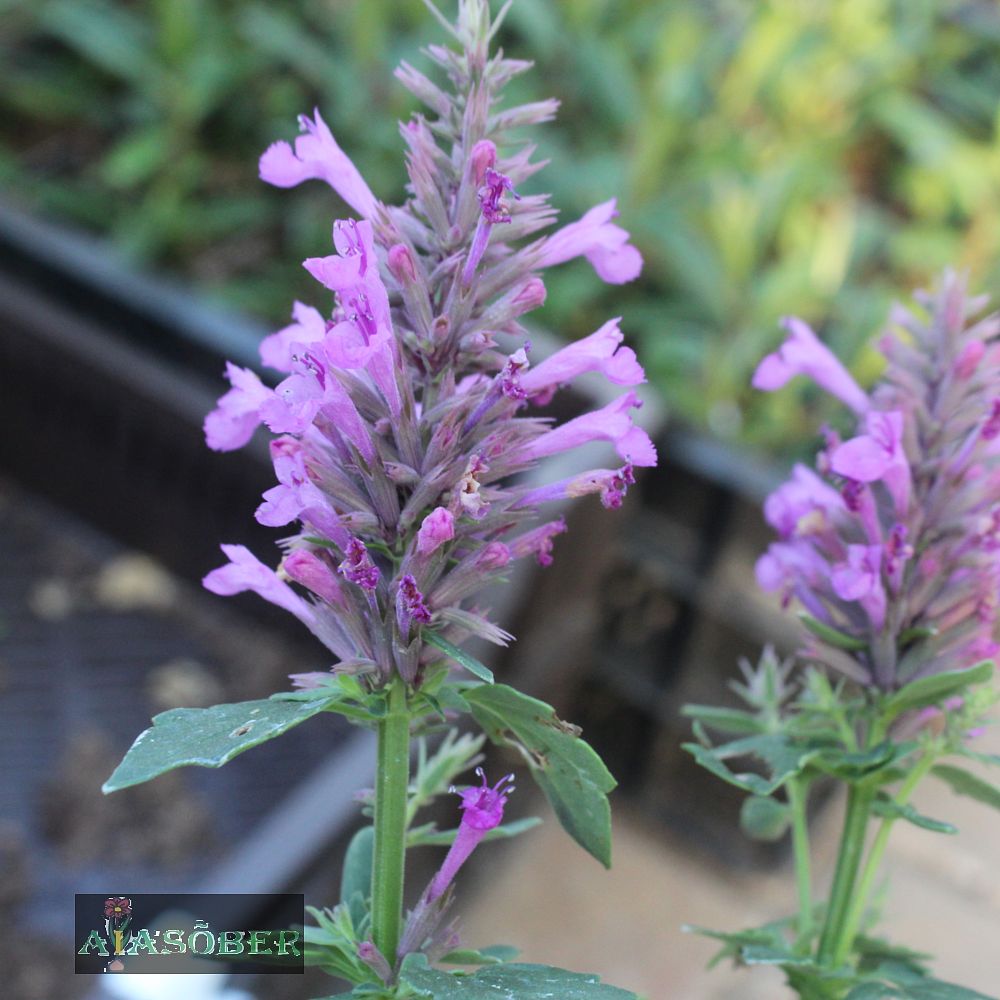 Hiidiisop 'Purple Haze' (6 tk) - Image 4