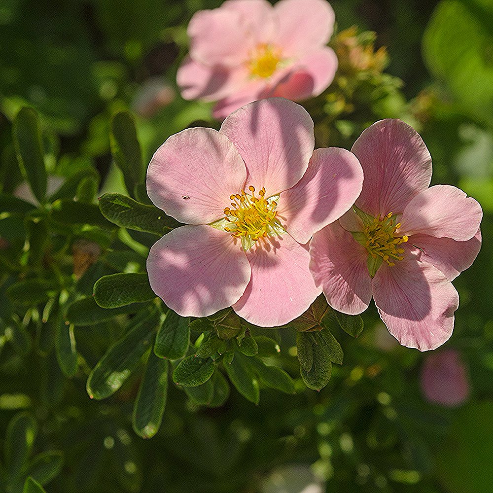 Põõsasmaran 'Princess' (6 tk) - Image 4