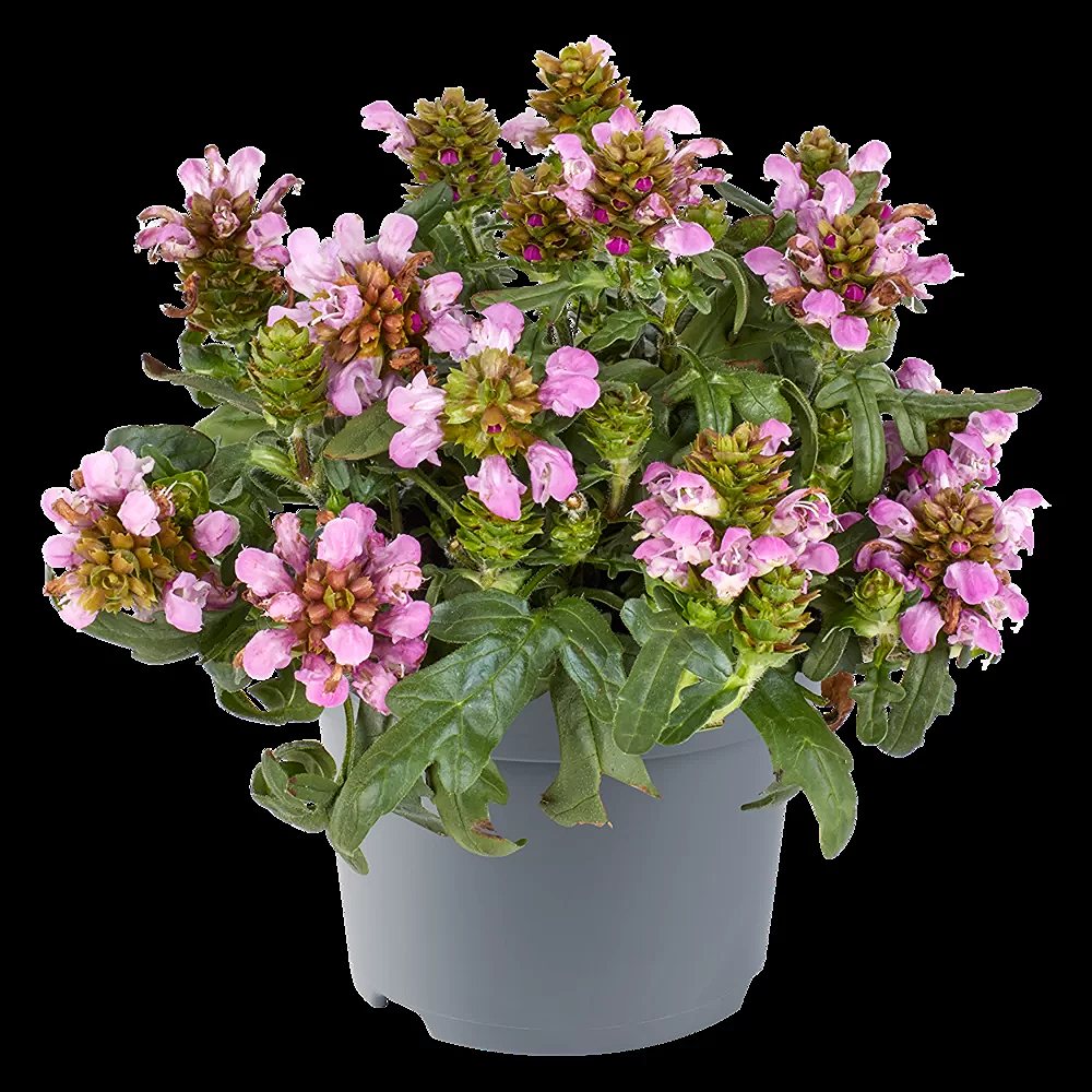 Suureõiene käbihein 'Bella Rose' (6 tk) - Image 4