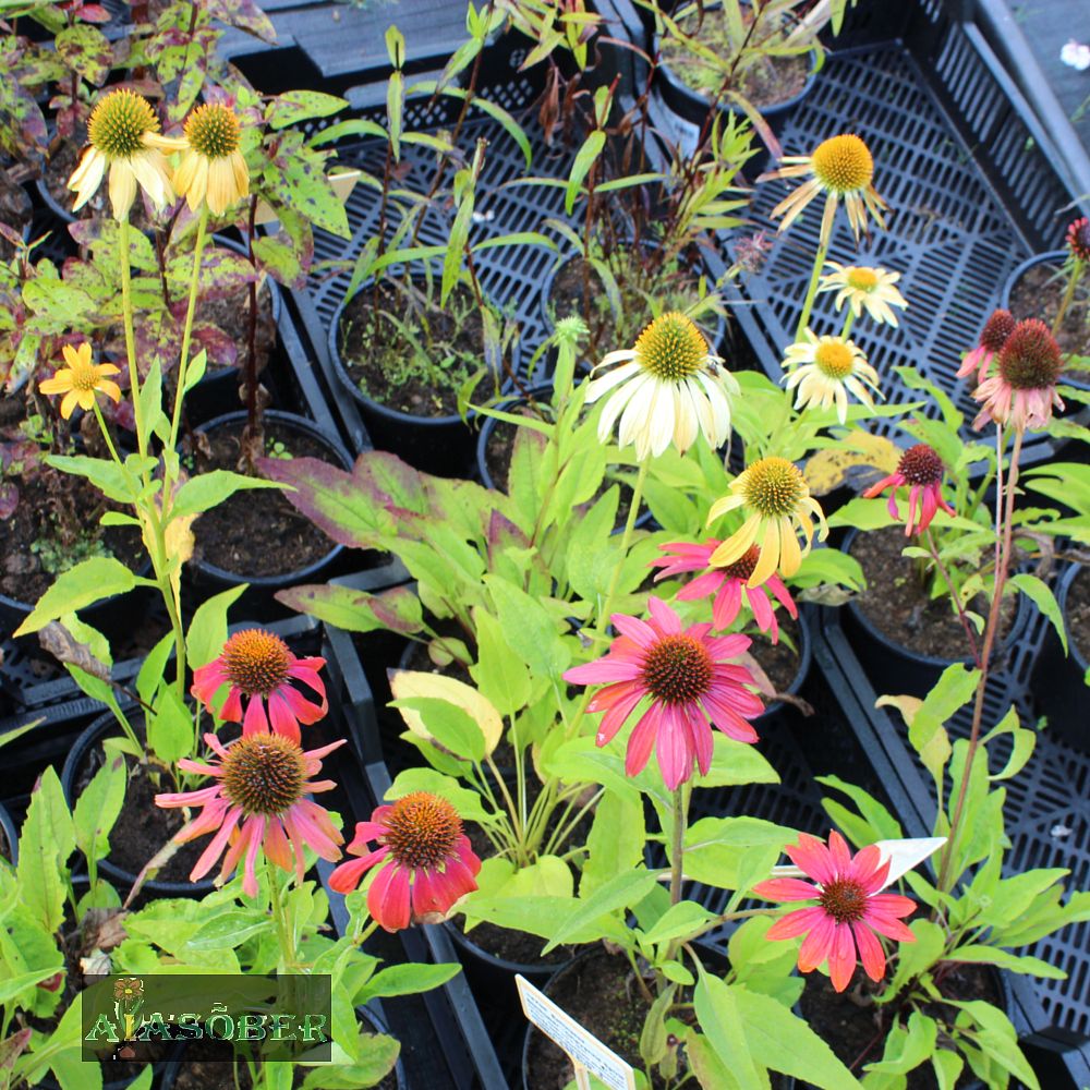 Siilkübar 'Cheyenne Spirit' (6 tk) - Image 3