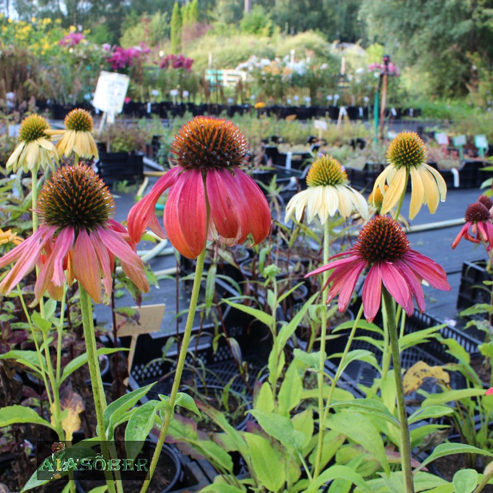 Siilkübar 'Cheyenne Spirit' (6 tk) - Image 4