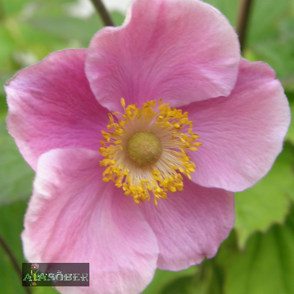 Hübriid-villülane 'Ouvertüre' (6 tk) - Image 2