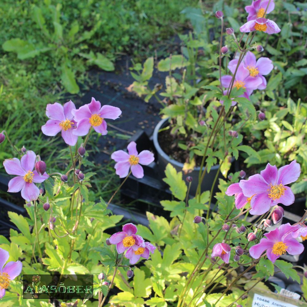 Hübriid-villülane 'Ouvertüre' (6 tk) - Image 3