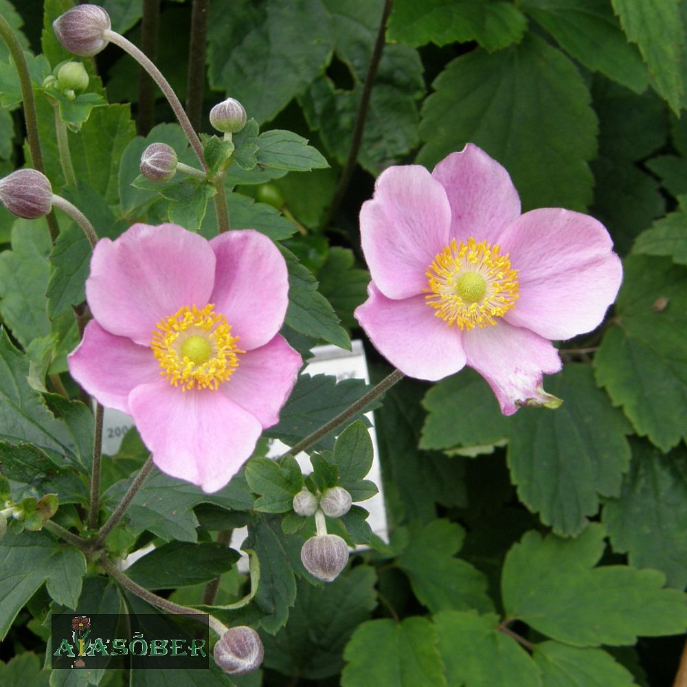 Hübriid-villülane 'Ouvertüre' (6 tk) - Image 4