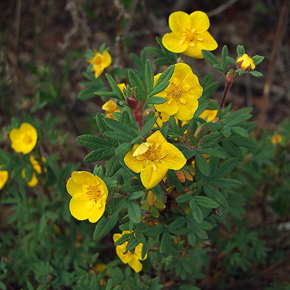 Põõsasmaran 'Sommerflor' (6 tk) - Image 3
