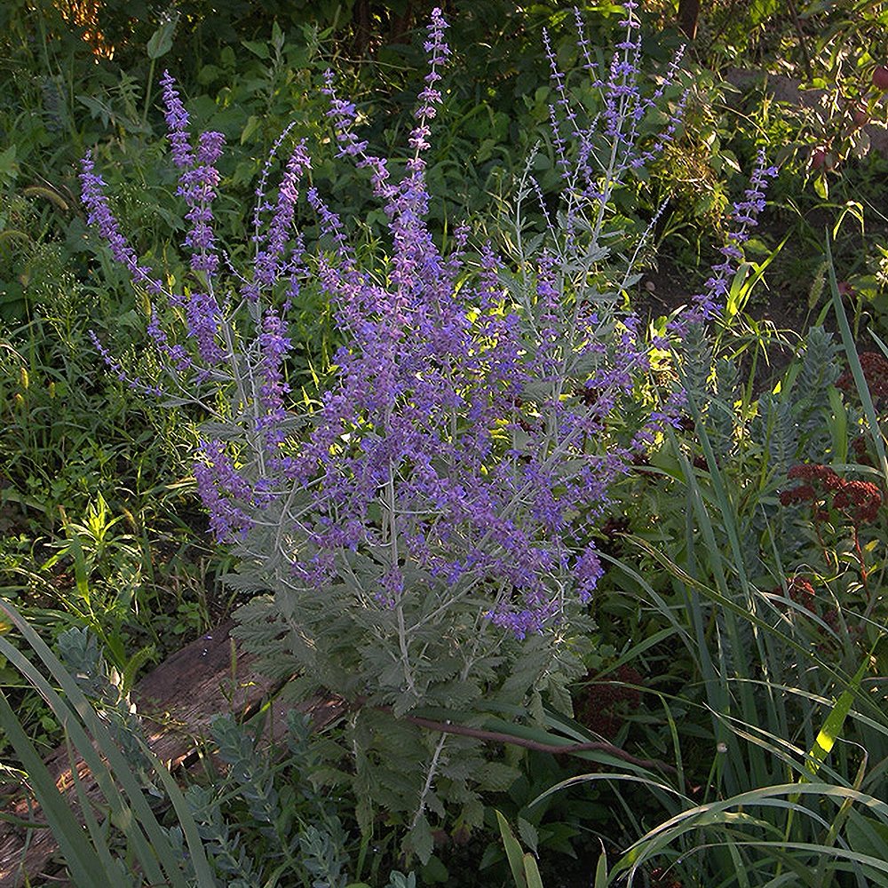 Harilik perovskia 'Blue Steel' (6 tk) - Image 2