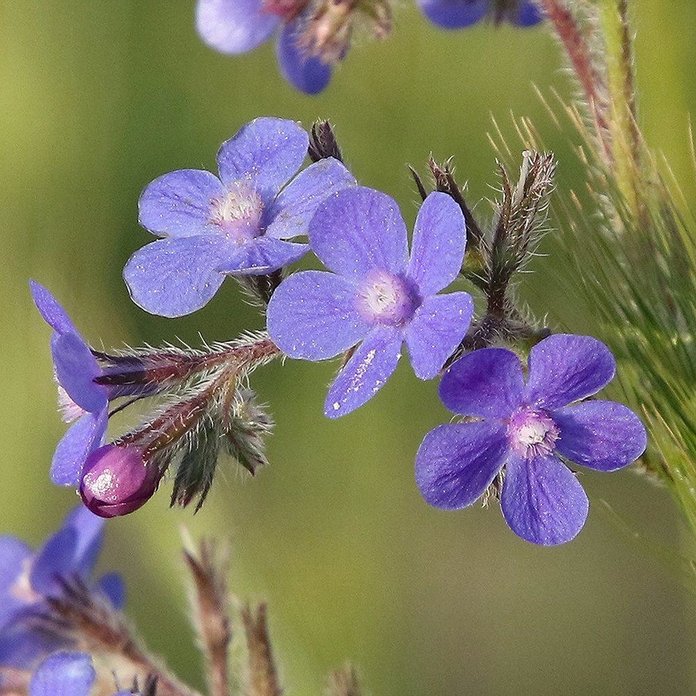 Itaalia imikas 'Dropmore' (6 tk) - Image 3