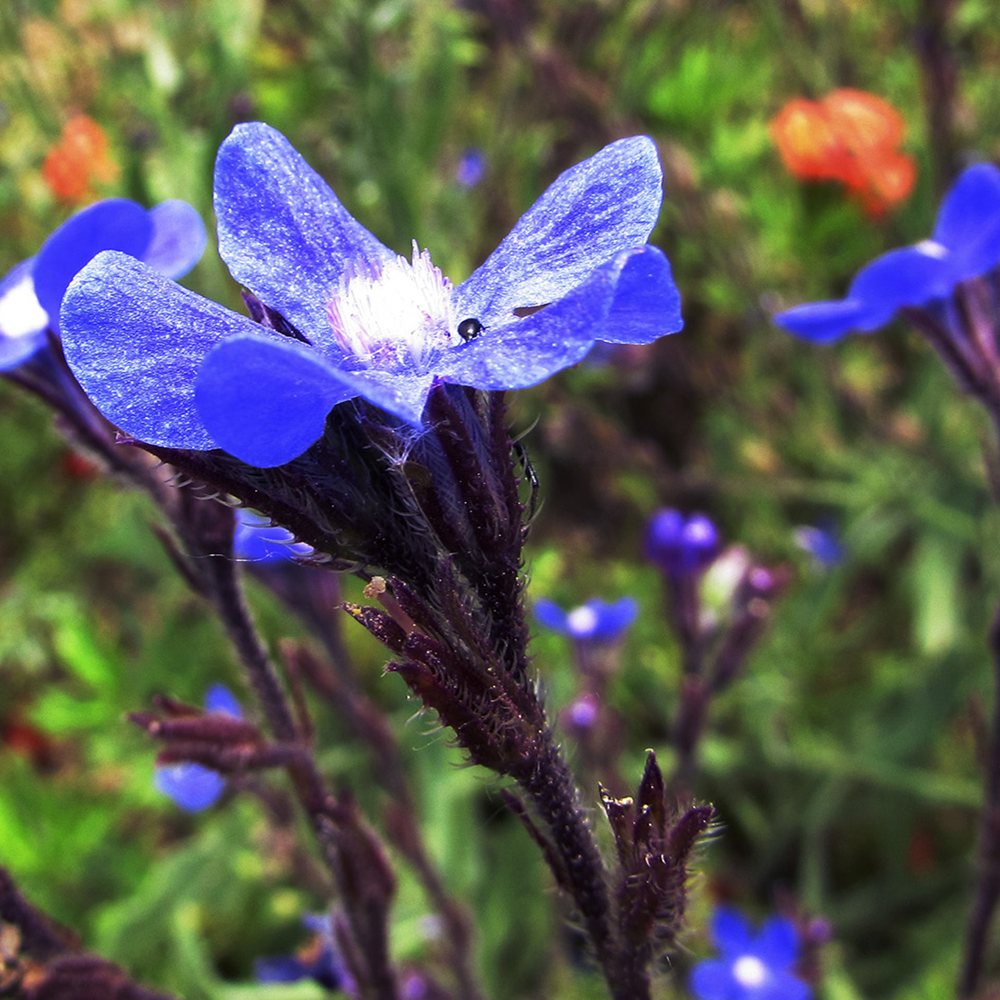 Itaalia imikas 'Dropmore' (6 tk) - Image 4