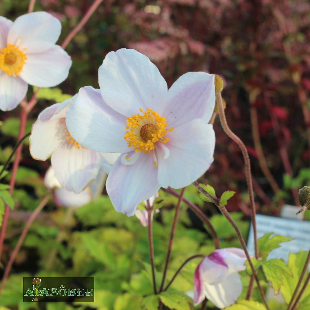 Aedülane 'Dainity Swan' (6 tk) - Image 2