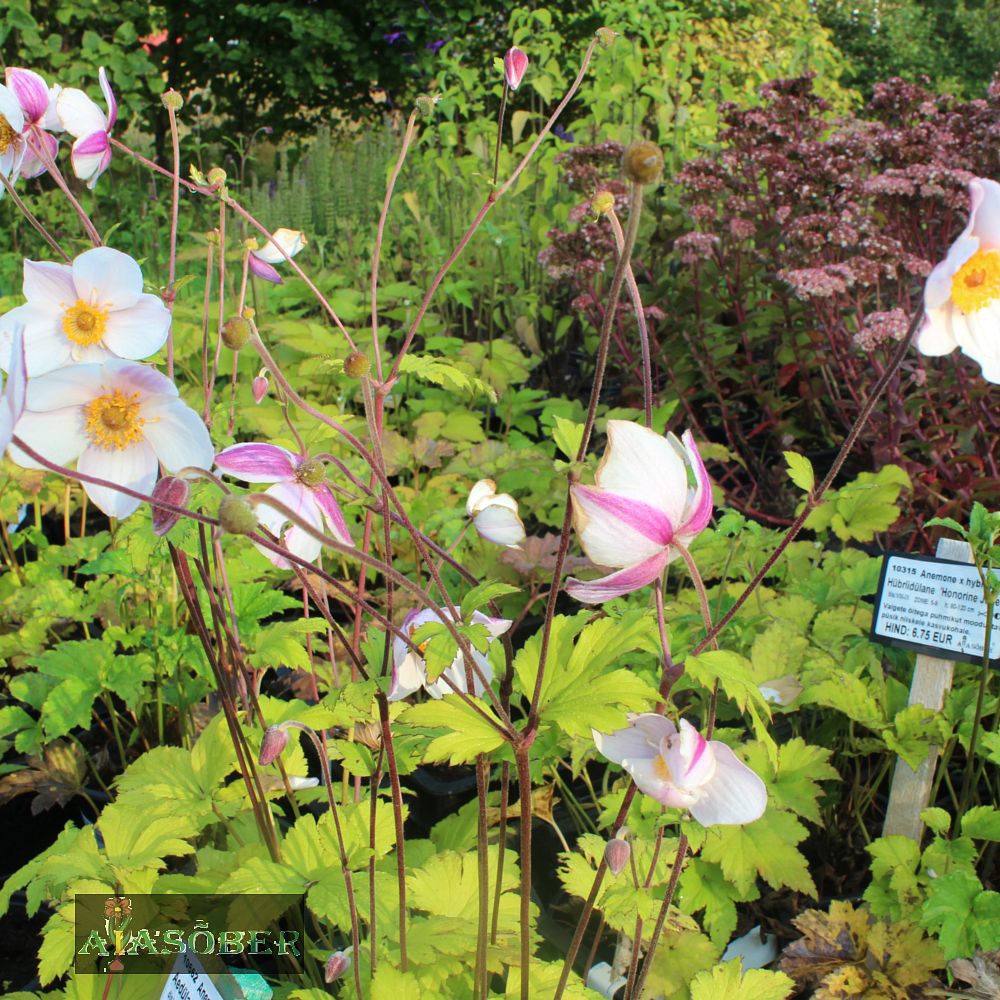 Aedülane 'Dainity Swan' (6 tk) - Image 3