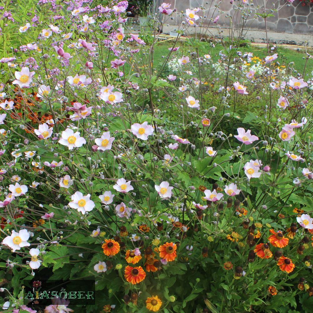 Aedülane 'Dainity Swan' (6 tk) - Image 4