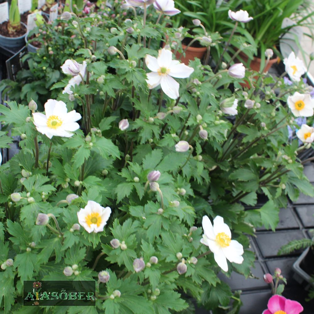 Aedülane 'Elfin Swan' (6 tk) - Image 2