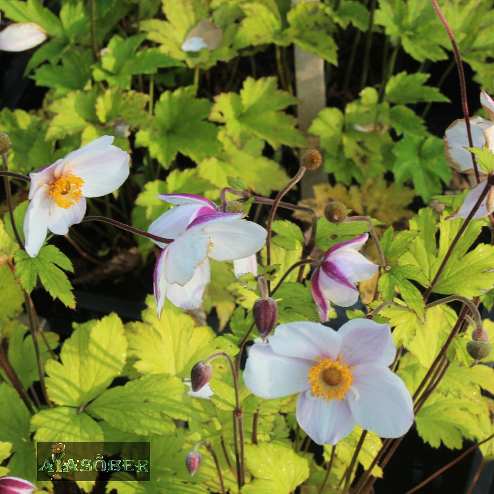 Aedülane 'Elfin Swan' (6 tk) - Image 4