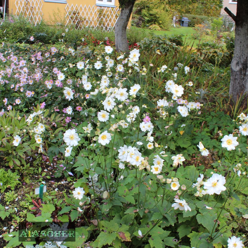 Hubei villülane (6 tk) - Image 4