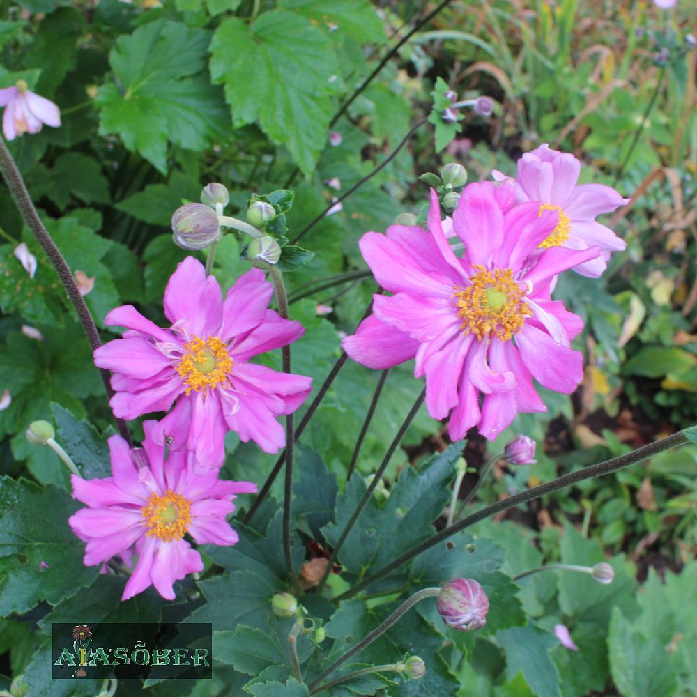 Hübriid-villülane 'Rotkäppchen' (6 tk) - Image 2