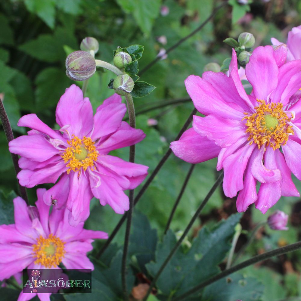 Hübriid-villülane 'Rotkäppchen' (6 tk) - Image 3