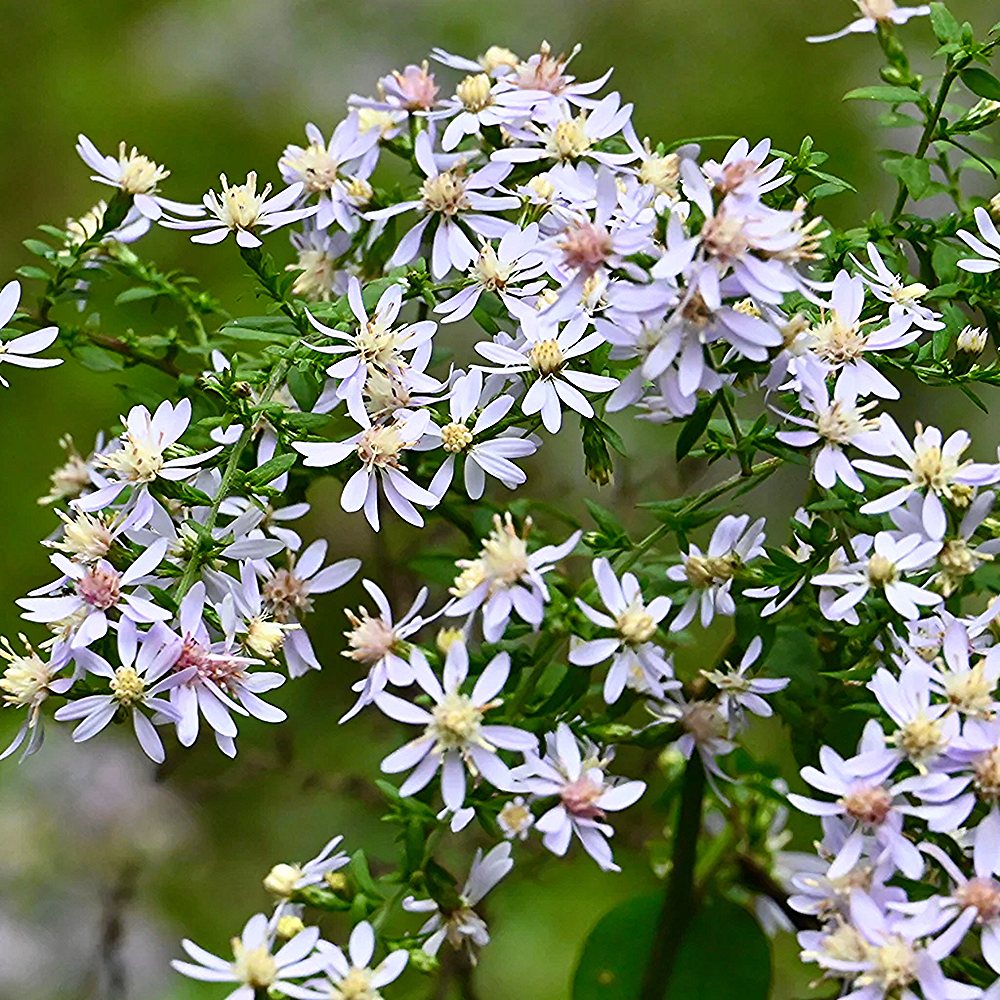 Südajalehine sügisaster (6 tk) - Image 3