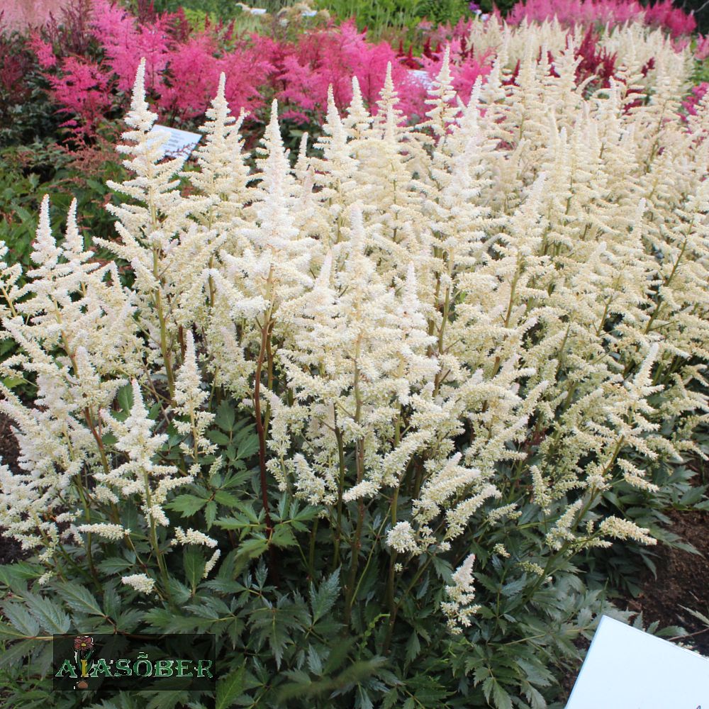 Jaapani astilbe 'Avalanche' (6 tk) - Image 3