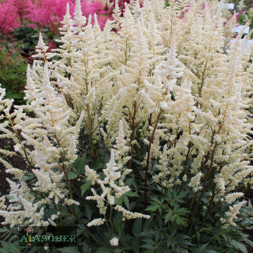 Jaapani astilbe 'Avalanche' (6 tk) - Image 4