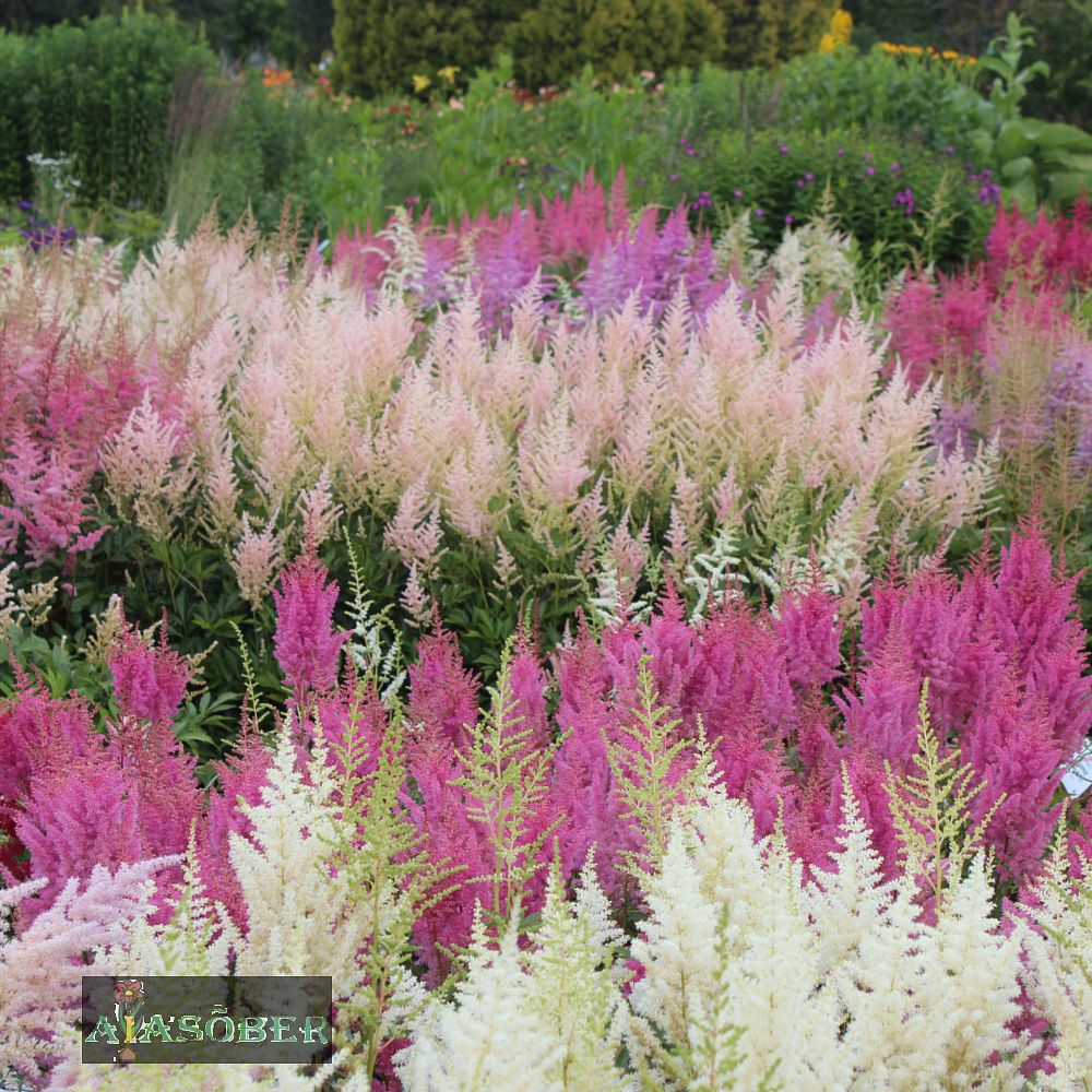 Astilbe 'Younique Lilac' (6 tk) - Image 4