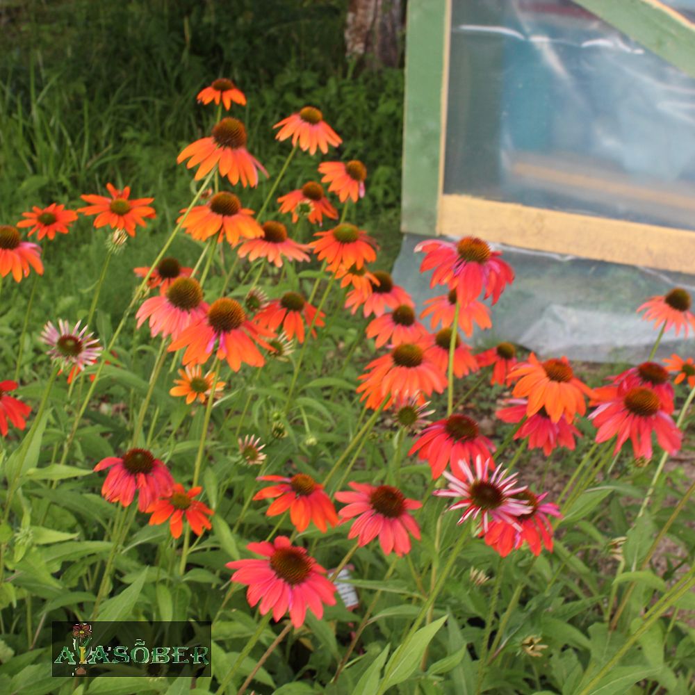 Siilkübar 'Lakota Red' (6 tk) - Image 2
