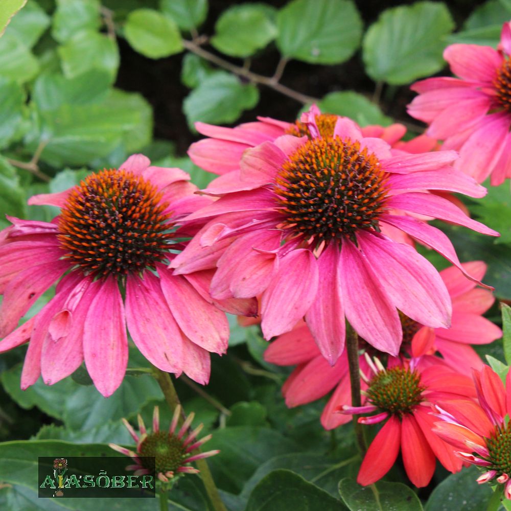 Siilkübar 'Powwow Wild Berry' (6 tk) - Image 3