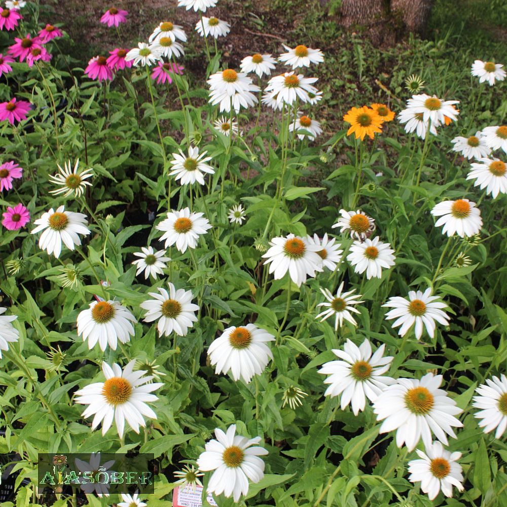 Siilkübar 'Powwow White' (6 tk) - Image 3