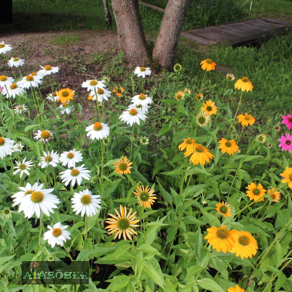 Siilkübar 'Powwow White' (6 tk) - Image 4