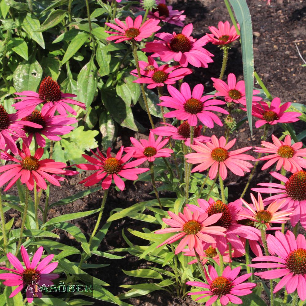 Siilkübar 'Glowing Dream' (6 tk) - Image 3