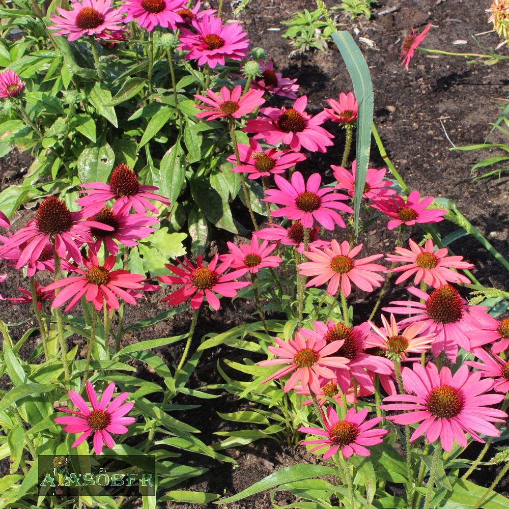 Siilkübar 'Glowing Dream' (6 tk) - Image 4