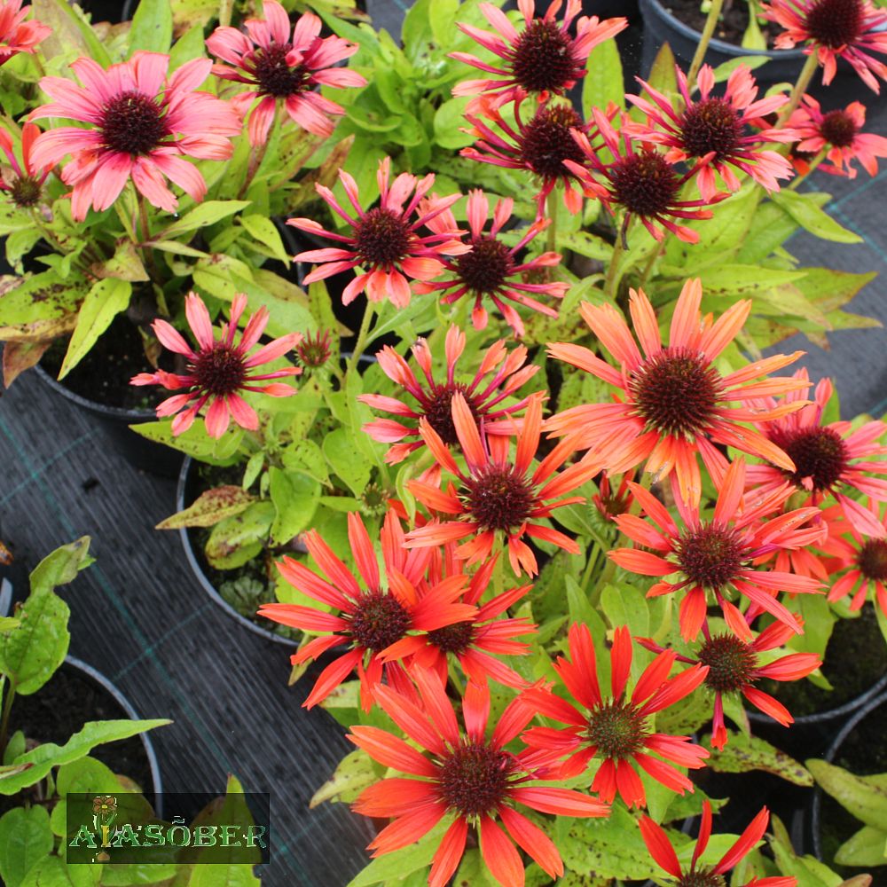 Siilkübar 'Orange Skipper' (6 tk) - Image 2