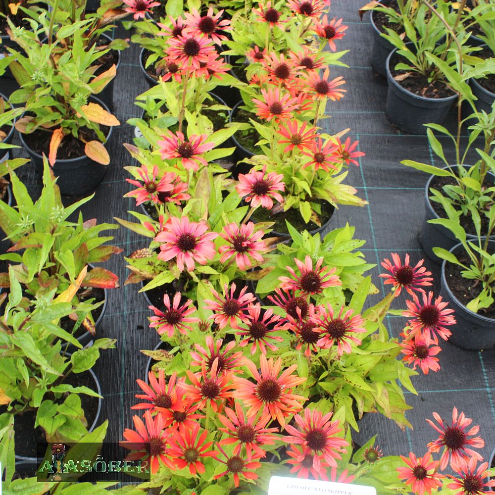 Siilkübar 'Orange Skipper' (6 tk) - Image 3