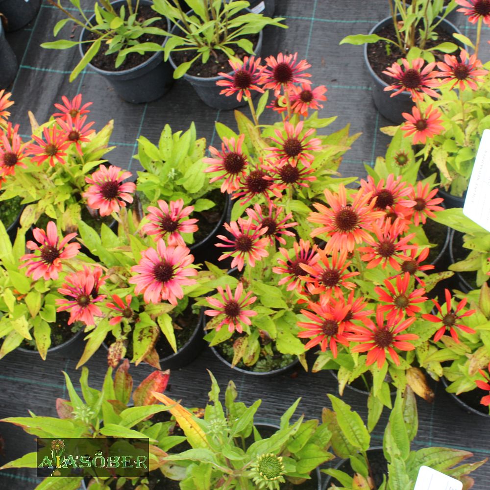 Siilkübar 'Orange Skipper' (6 tk) - Image 4