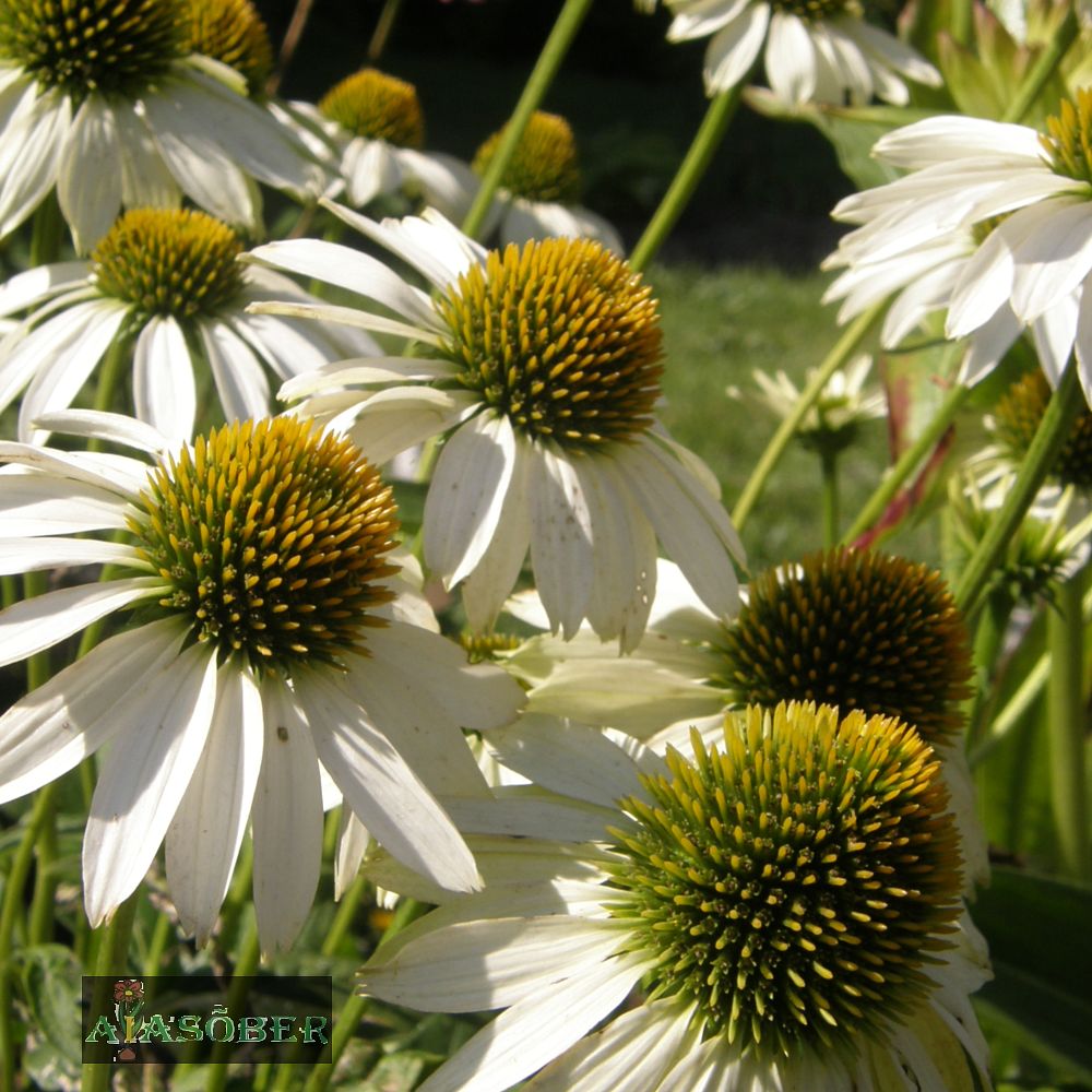 Siilkübar 'Baby Swan White' (6 tk) - Image 3