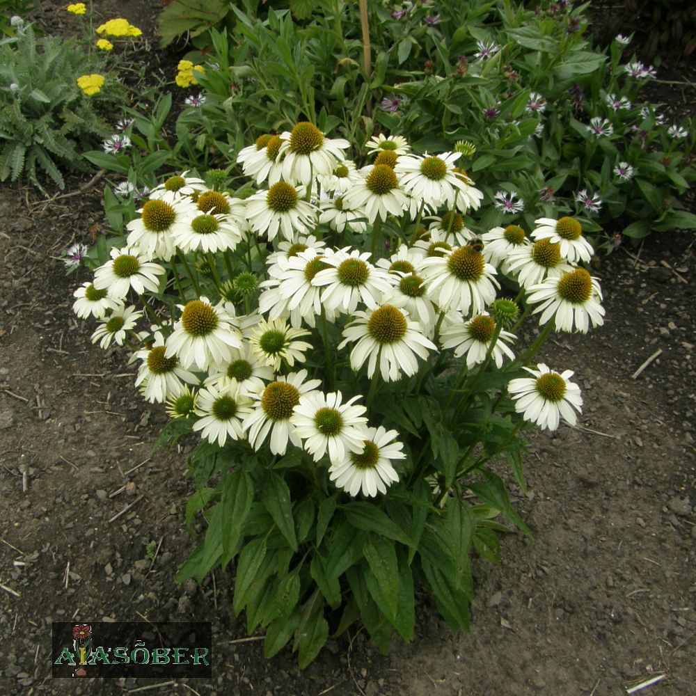 Siilkübar 'Baby Swan White' (6 tk) - Image 4