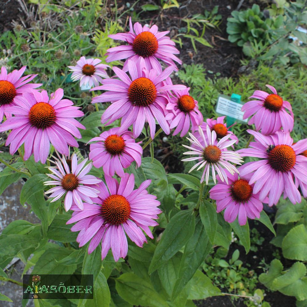 Siilkübar 'Leuchtstern' (6 tk) - Image 3