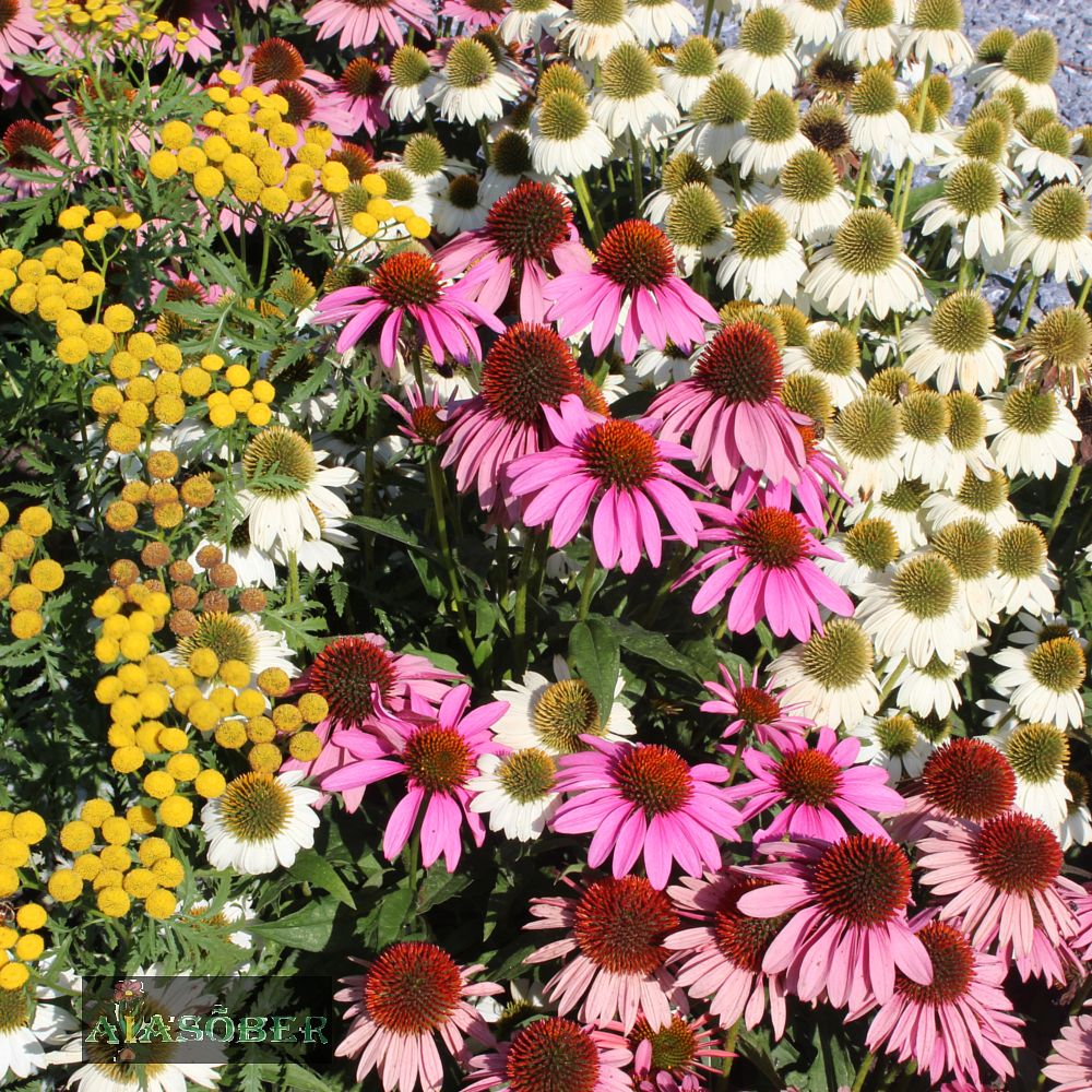 Siilkübar 'Leuchtstern' (6 tk) - Image 4