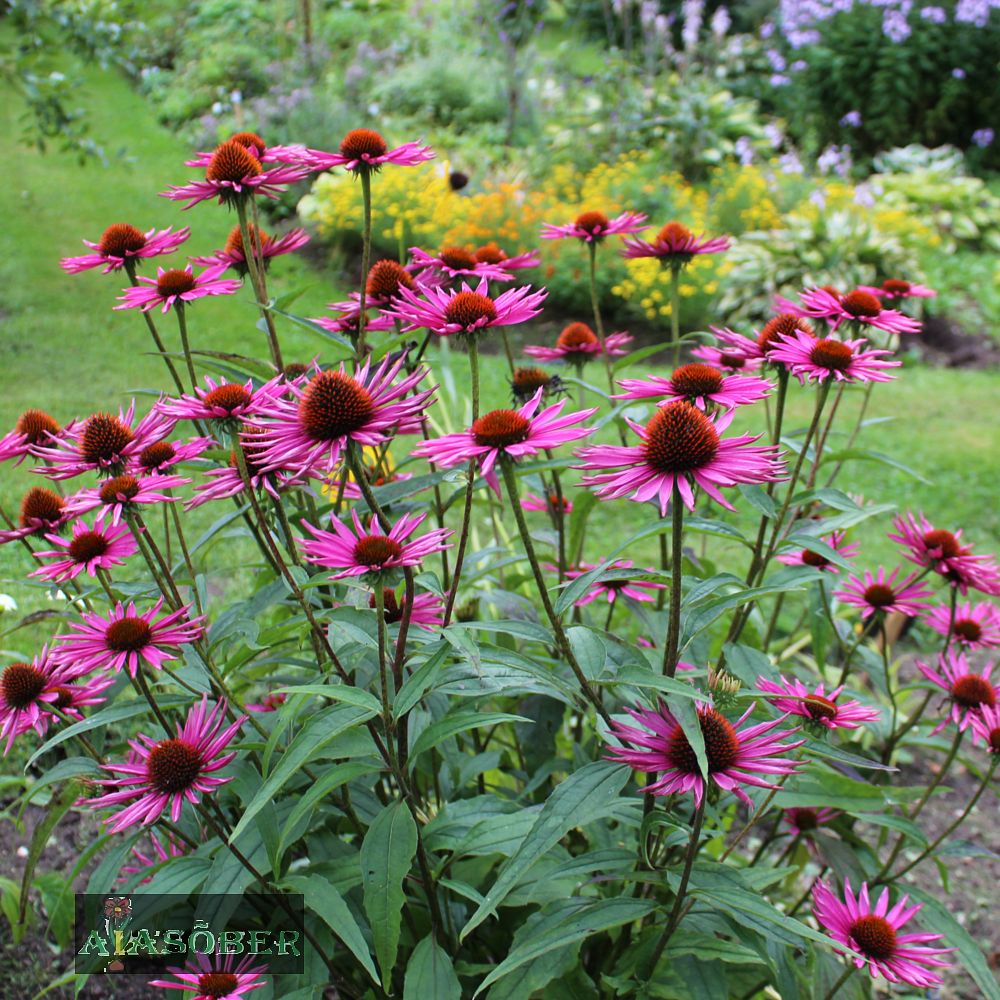 Siilkübar 'Pica Bella' (6 tk) - Image 3