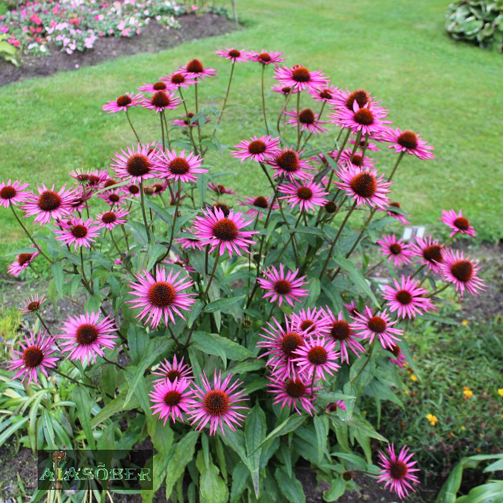 Siilkübar 'Pica Bella' (6 tk) - Image 4