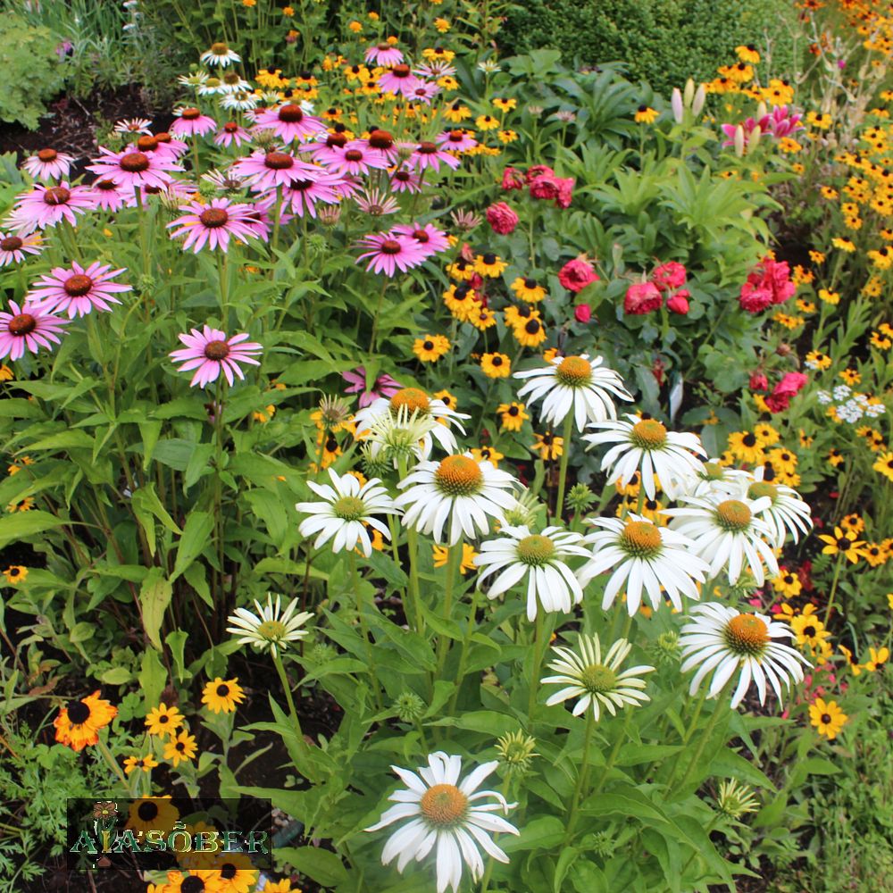 Siilkübar 'White Meditation' (6 tk) - Image 4