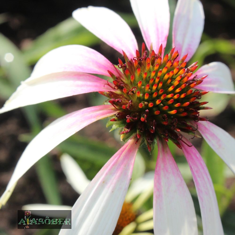 Siilkübar 'Pretty Parasols' (6 tk) - Image 3