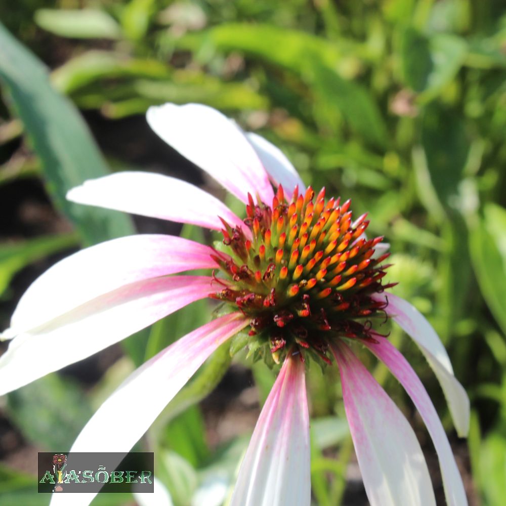 Siilkübar 'Pretty Parasols' (6 tk) - Image 4