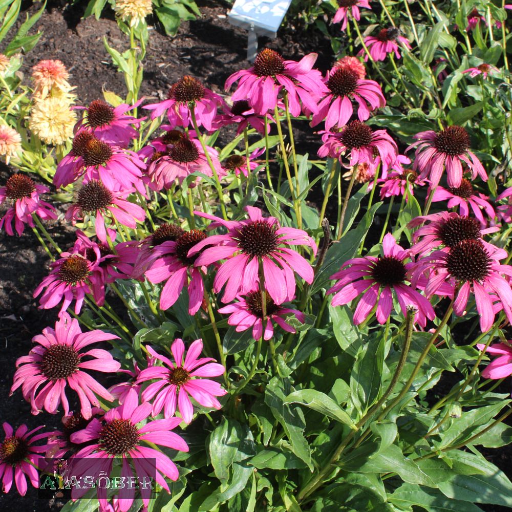 Siilkübar 'Purple Emperor' (6 tk) - Image 3